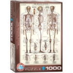 PUZZLE 1000 ELEMANTÓW UKŁAD SZKIELETOWY NOWE FOLIA 