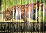 NATURAL KILLERS 1-26 DVD KOMPLET