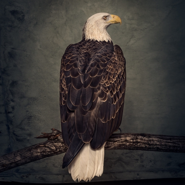 CLUTCH BOOK OF BAD DECISIONS BLACK 2 LP WINYL