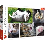 PUZZLE 1500 ELEMENTÓW KOLAŻ KOCIE SPRAWY  