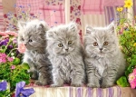 PUZZLE 260 EL THREE GREY KITTENS KOTY 