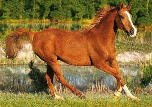 pol_pm_Trefl-Puzzle-Piekno-Galopu-Kon-500el-22132_2.jpg