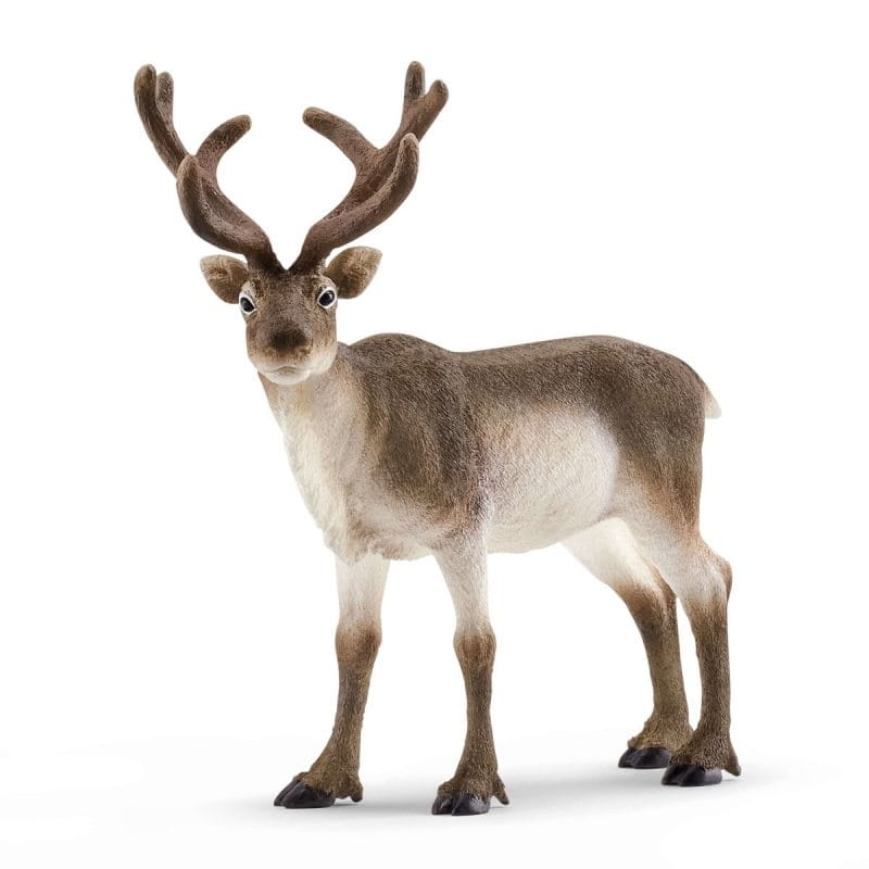 a062d881e5-wild-life-renifer.jpg