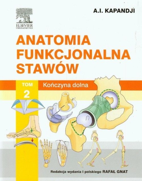 ANATOMIA FUNKCJONALNA STAWÓW T 2 KOŃCZYNA DOLNA     