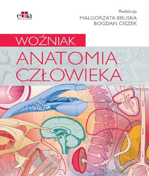 63-anatomia-czlowieka-woznia.jpg