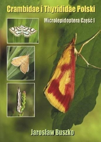 d2fbd8a-crambidae-i-thyridid.jpg