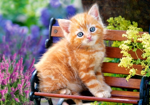 5c-puzzle-500-elementow-rudy.jpg